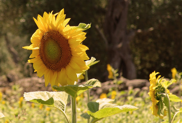 Girasole di Eraldo Taioli