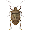 Midwest Stink Bug Assistant