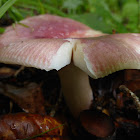 Russula Mushroom