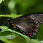 Battus polystictus