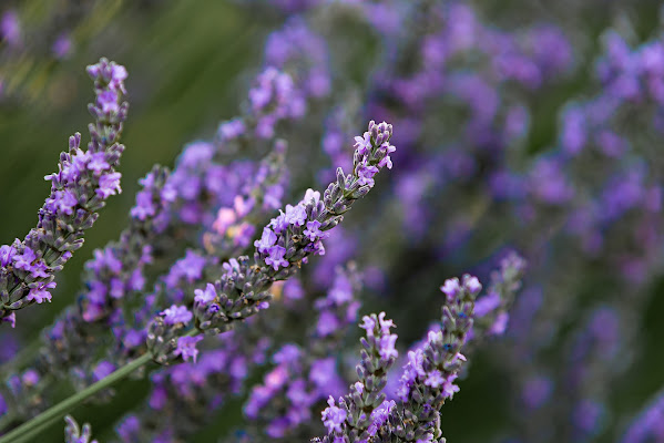 La lavanda di StefanoM