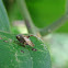 Tube spittlebug