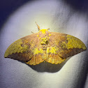 Imperial Moth