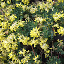 Scotch Broom