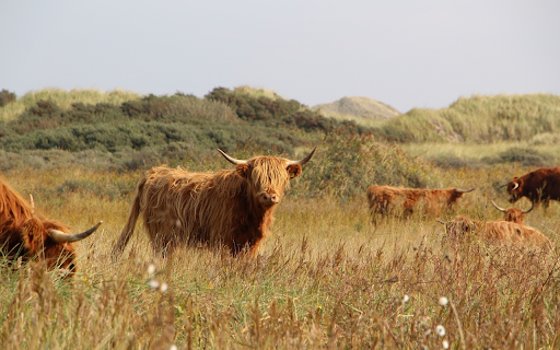 Herd of bulls