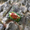 Rose Chafer