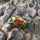 Rose Chafer