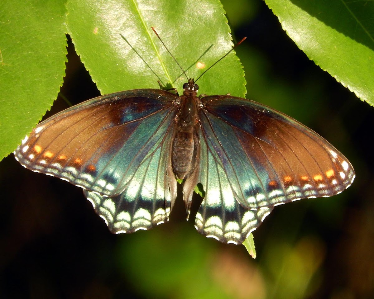 Red-Spotted Purple Butterfly