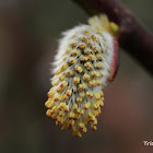 Pussy Willow