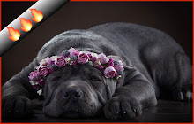 Cane Corso dogs HD Wallpapers New Tab Theme small promo image