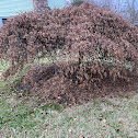 Japanese maple