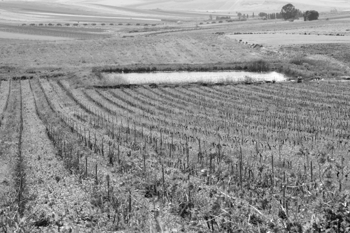 Sicilia vigneti e coltivazioni di AQUA