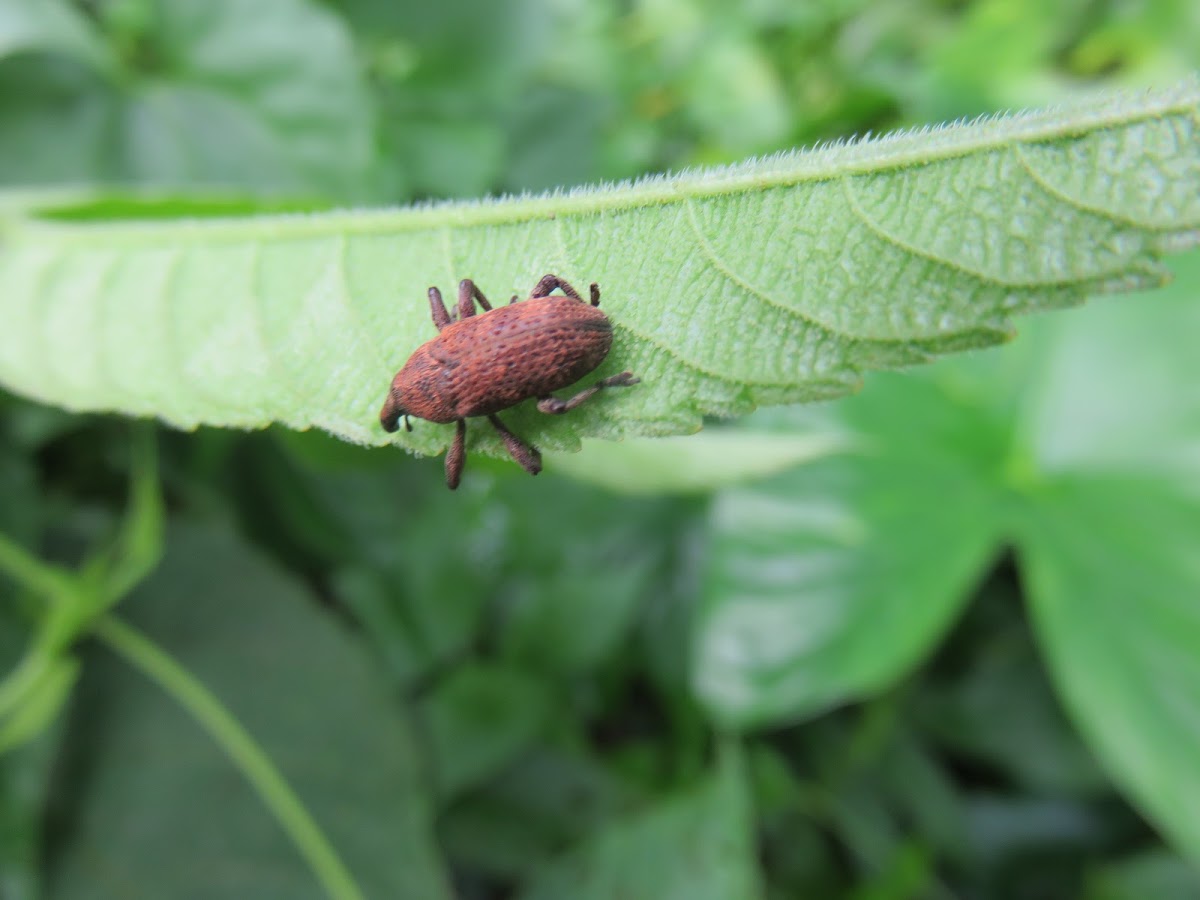 Molytine Weevil