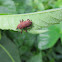 Molytine Weevil