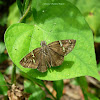 Potrillo Skipper