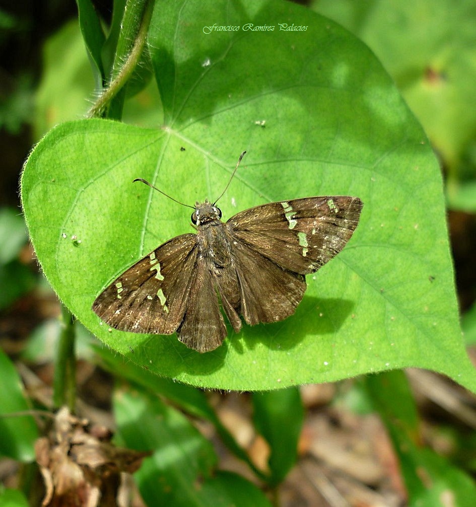 Potrillo Skipper