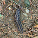 Leopard Snail