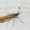 Caddisfly