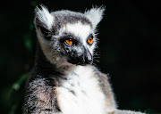 Ring-Tailed Lemurs.