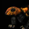 miniatures image - 2
