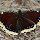 Mourning cloak