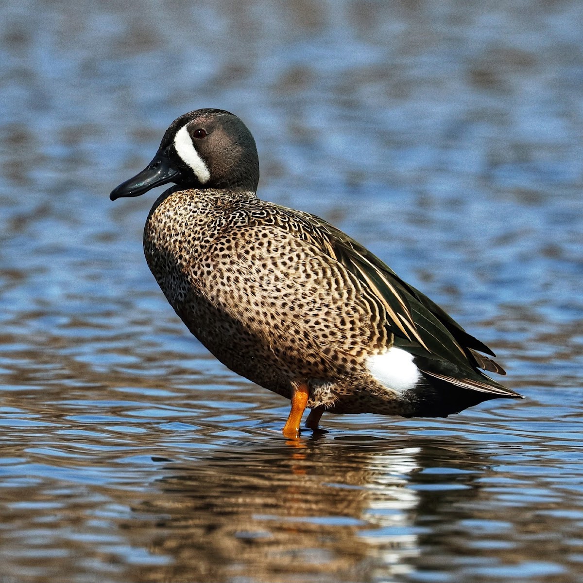 Blue-winged Teal (Drake)