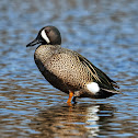 Blue-winged Teal (Drake)