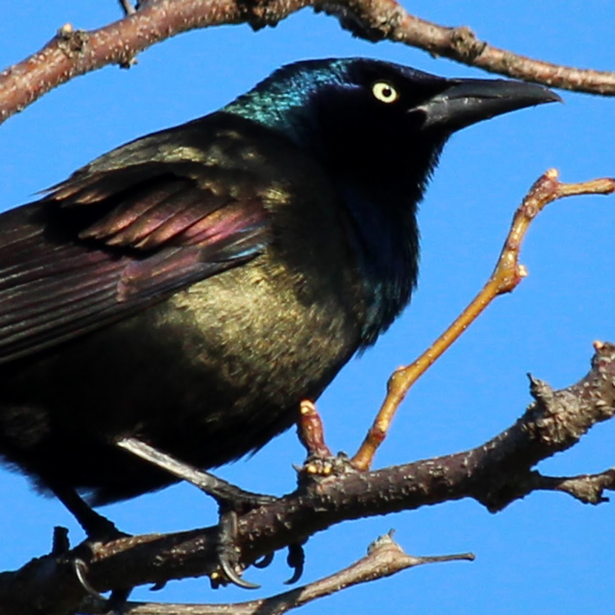 Common Grackle