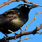 Common Grackle