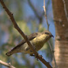 Purple-rumped Sunbird(Female)