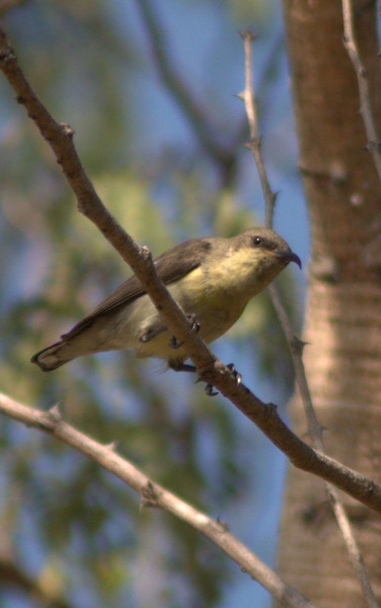 Purple-rumped Sunbird(Female)