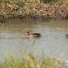 red-billed teal