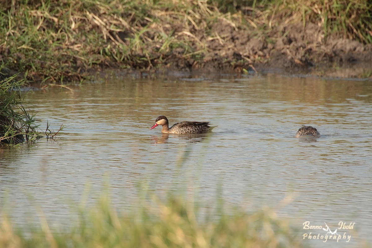 red-billed teal