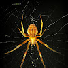 Orb Weaver