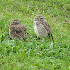 Burrowing Owl