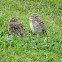 Burrowing Owl