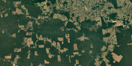 変わりゆく森林