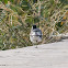 White Wagtail; Lavandera Blanca