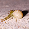 Crab Spider