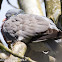 Woodpigeon