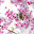 Cherry blossom hot flower HD New Tab theme