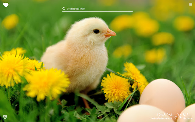 Cute Baby Chicks HD Wallpapers New Tab Theme