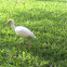 White ibis