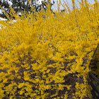 Forsythia