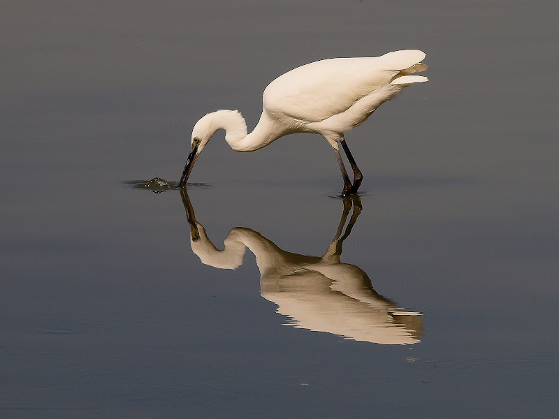 Riflesso di trifoglio