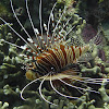 Spotfin lionfish