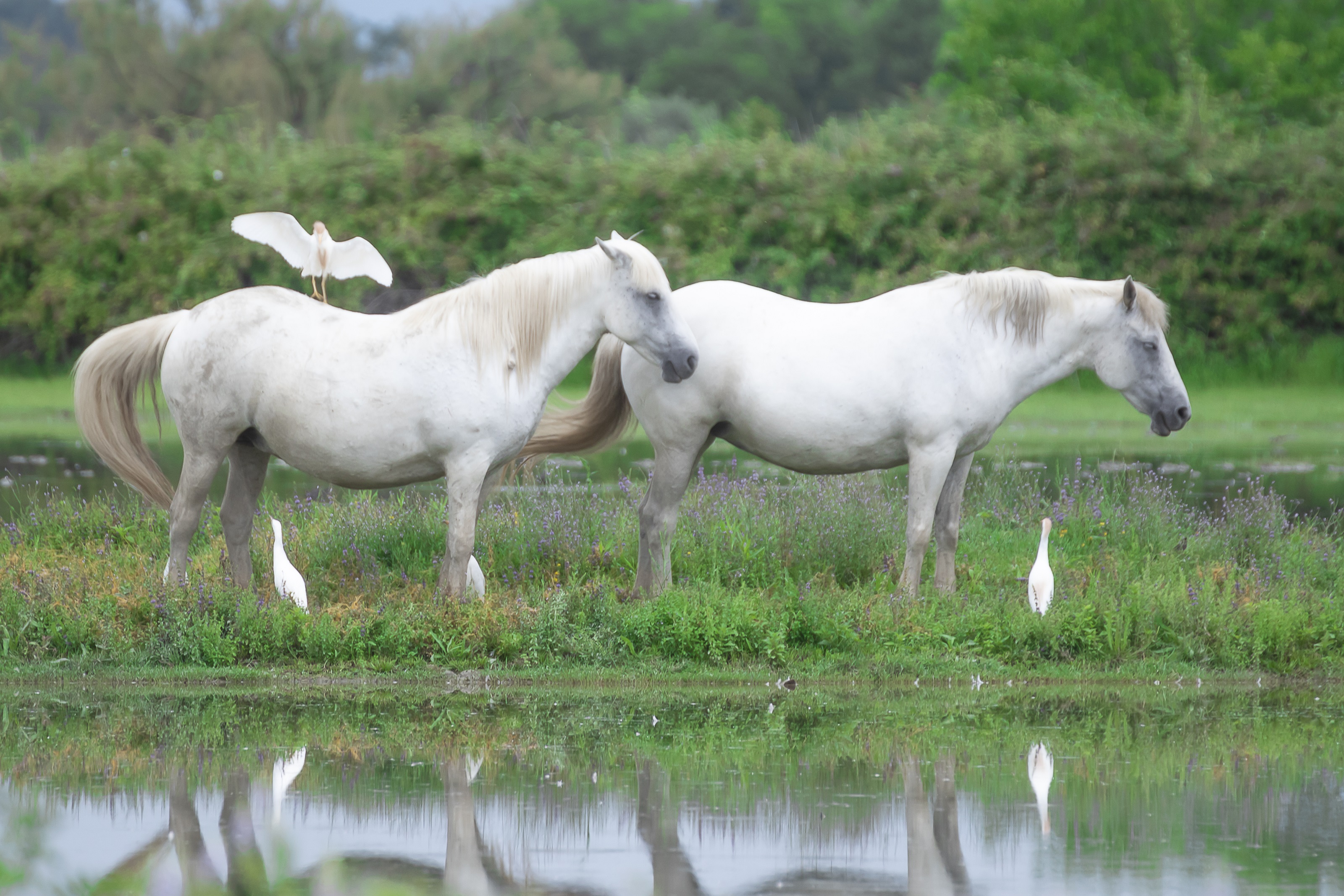 Fauna in bianco di pierce