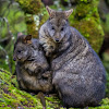 Tasmanian Pademelon