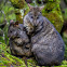 Tasmanian Pademelon