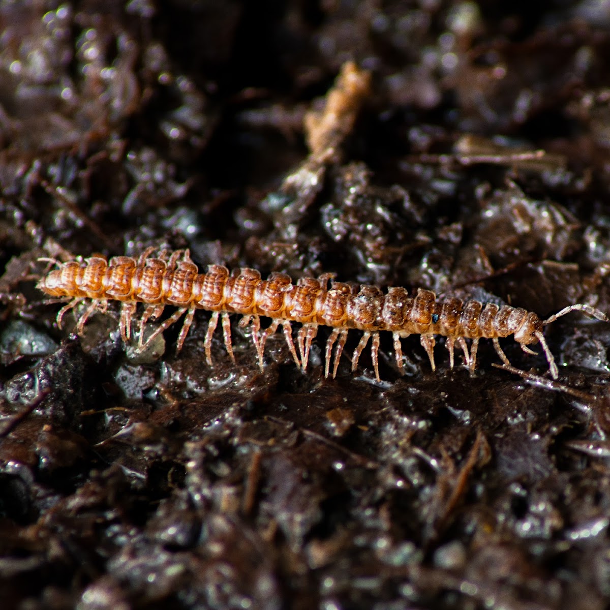 millipede